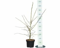 Echter Rotdorn FloraSelf Crataegus Laevigata "Paul's Scarlet" H 80-100 Cm Co 6 L -Hornbach Gartenmarkt DV 8 10189373 02 4c DE 20191022121758