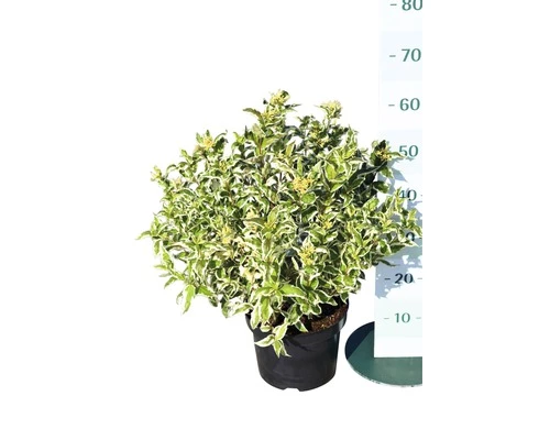 Amerikanische Weigelie FloraSelf Diervilla Sessilifolia 'Cool Splash' H 30-40 Cm Co 6 L 4 Amerikanische Weigelie FloraSelf Diervilla Sessilifolia 'Cool Splash' H 30-40 Cm Co 6 L – Bild 2