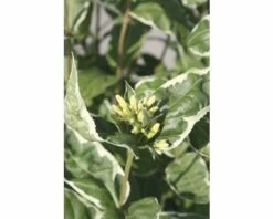 Amerikanische Weigelie FloraSelf Diervilla Sessilifolia 'Cool Splash' H 30-40 Cm Co 6 L