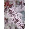 Zwerg-Blutpflaume FloraSelf Prunus Cistena H 60-80 Cm Co 6 L
