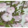 Mandelbäumchen FloraSelf Prunus Triloba H 40-60 Cm Co 6 L