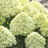 Rispenhortensie FloraSelf Hydrangea Paniculata 'Little Lime' H 50-60 Cm Co 6 L