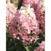 Rispenhortensie FloraSelf Hydrangea Paniculata 'Magical Vesuvio' H 50-60 Cm Co 6 L -Hornbach Gartenmarkt DV 8 10189394 01 4c DE 20191020211659