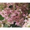 Rispenhortensie FloraSelf Hydrangea Paniculata 'Wim's Red' H 50-60 Cm Co 6 L -Hornbach Gartenmarkt DV 8 10189396 02 4c DE 20191020211659