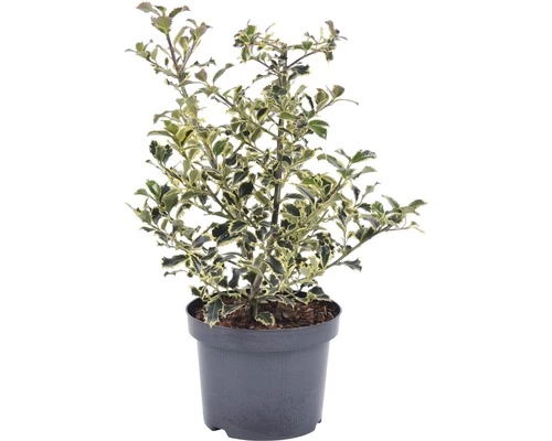 Stechpalme FloraSelf Ilex Aquifolium 'Argentea Marginata' H 40-60 Cm Co 6 L 4 Stechpalme FloraSelf Ilex Aquifolium 'Argentea Marginata' H 40-60 Cm Co 6 L – Bild 2