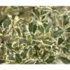 Stechpalme FloraSelf Ilex Aquifolium 'Argentea Marginata' H 40-60 Cm Co 6 L -Hornbach Gartenmarkt DV 8 10189397 02 4c DE 20191105114751