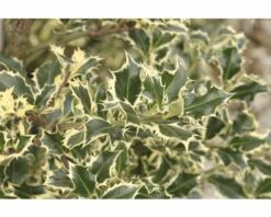 Stechpalme FloraSelf Ilex Aquifolium 'Argentea Marginata' H 40-60 Cm Co 6 L