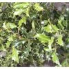 Stechpalme Kugel FloraSelf Ilex Meserveae 'Blue Holly' H 40-60 Cm Co 6 L -Hornbach Gartenmarkt DV 8 10189399 01 4c DE 20191105114751