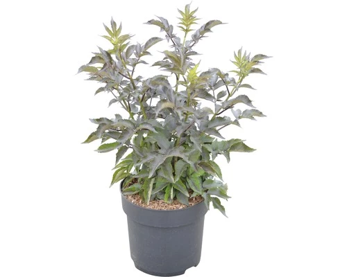 Holunder FloraSelf Sambucus Nigra 'Black Tower' H 40-60 Cm Co 6 L 4 Holunder FloraSelf Sambucus Nigra 'Black Tower' H 40-60 Cm Co 6 L – Bild 2