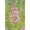 Zwerg-Duftflieder FloraSelf Syringa 'Josee' H 60-80 Cm Co 6 L -Hornbach Gartenmarkt DV 8 10189405 02 4c DE 20191105131654