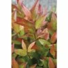 Traubenmyrthe Kugel FloraSelf Leucothoe Axillaris 'Red Lips' H 30-40 Cm Co 6 L 2 Traubenmyrthe Kugel FloraSelf Leucothoe Axillaris 'Red Lips' H 30-40 Cm Co 6 L -Hornbach Gartenmarkt DV 8 10189408 01 4c DE 20191105131754