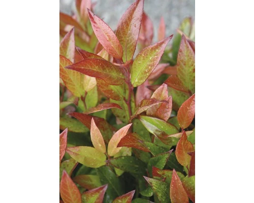 Traubenmyrthe Kugel FloraSelf Leucothoe Axillaris 'Red Lips' H 30-40 Cm Co 6 L 3 Traubenmyrthe Kugel FloraSelf Leucothoe Axillaris 'Red Lips' H 30-40 Cm Co 6 L