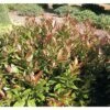 Traubenmyrthe Kugel FloraSelf Leucothoe Keiskei 'Royal Ruby' H 30-40 Cm Co 6 L -Hornbach Gartenmarkt DV 8 10189412 01 4c DE 20191105131754