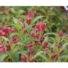 Weigelie FloraSelf Weigela Florida 'All Summer Red' H 50-60 Cm Co 6 L -Hornbach Gartenmarkt DV 8 10189429 02 4c DE 20191105171653