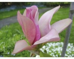 Magnolie FloraSelf Magnolia 'Daybreak' H 100-125 Cm Co 10 L