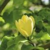 Magnolie FloraSelf Magnolia 'Yellow Bird' H 100-125 Cm Co 10 L -Hornbach Gartenmarkt DV 8 10189439 01 4c DE 20191105141752