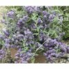 Sommerflieder FloraSelf Buddleja Alternifolia 'Unique' H 60-80 Cm Co 4,5 L -Hornbach Gartenmarkt DV 8 10189449 01 4c DE 20191020211659