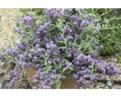 Sommerflieder FloraSelf Buddleja Alternifolia 'Unique' H 60-80 Cm Co 4,5 L