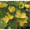 Ranunkelstrauch FloraSelf Kerria Japonica 'Golden Guinea' H 80-100 Cm Co 10 L -Hornbach Gartenmarkt DV 8 10189451 01 4c DE 20191020211659