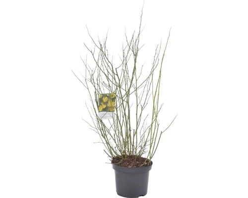 Ranunkelstrauch FloraSelf Kerria Japonica 'Golden Guinea' H 80-100 Cm Co 10 L 4 Ranunkelstrauch FloraSelf Kerria Japonica 'Golden Guinea' H 80-100 Cm Co 10 L – Bild 2