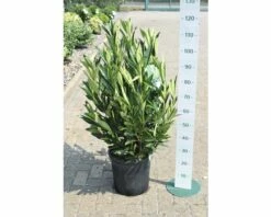 Kirschlorbeer FloraSelf Prunus Laurocerasus 'Renault Ace' H 80-100 Cm Co 18 L -Hornbach Gartenmarkt DV 8 10189463 02 4c DE 20201209111800