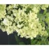 Rispenhortensie FloraSelf Hydrangea Paniculata 'Magical Matterhorn' H 50-60 Cm Co 6 L -Hornbach Gartenmarkt DV 8 10189470 01 4c DE 20191020211659