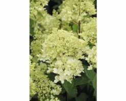 Rispenhortensie FloraSelf Hydrangea Paniculata 'Magical Andes' H 50-60 Cm Co 6 L