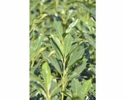 Kirschlorbeer FloraSelf Prunus Laurocerasus 'Elly' H 80-100 Cm Co 18 L