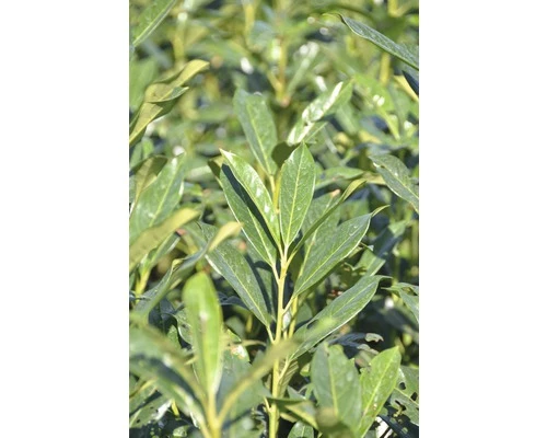 Kirschlorbeer FloraSelf Prunus Laurocerasus 'Elly' H 80-100 Cm Co 18 L 3 Kirschlorbeer FloraSelf Prunus Laurocerasus 'Elly' H 80-100 Cm Co 18 L