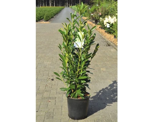 Kirschlorbeer FloraSelf Prunus Laurocerasus 'Elly' H 80-100 Cm Co 18 L 4 Kirschlorbeer FloraSelf Prunus Laurocerasus 'Elly' H 80-100 Cm Co 18 L – Bild 2