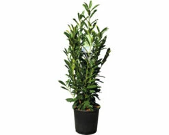 Kirschlorbeer FloraSelf Prunus Laurocerasus 'Elly' H 80-100 Cm Co 18 L 7 Kirschlorbeer FloraSelf Prunus Laurocerasus 'Elly' H 80-100 Cm Co 18 L -Hornbach Gartenmarkt DV 8 10189472 03 4c DE 20230201224651