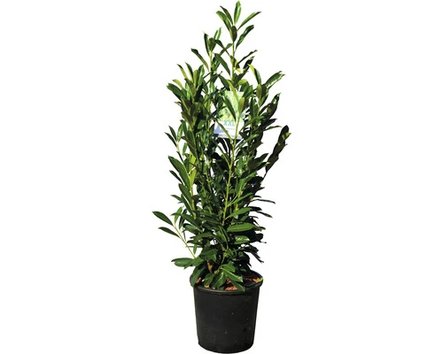 Kirschlorbeer FloraSelf Prunus Laurocerasus 'Elly' H 80-100 Cm Co 18 L 5 Kirschlorbeer FloraSelf Prunus Laurocerasus 'Elly' H 80-100 Cm Co 18 L – Bild 3