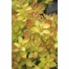 Berberitze FloraSelf Berberis Thunbergii 'Limoncello' H 30-40 Cm Co 4,5 L -Hornbach Gartenmarkt DV 8 10189475 02 4c DE 20191020211659
