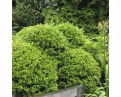 Bergilex Kugel FloraSelf Ilex Crenata 'Stokes' H 25-30 Cm Co 4,5 L