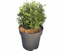 Bergilex Kugel FloraSelf Ilex Crenata 'Stokes' H 25-30 Cm Co 4,5 L -Hornbach Gartenmarkt DV 8 10189477 02 4c DE 20191022184758