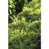 Bergilex Kugel FloraSelf Ilex Crenata 'Glorie Dwarf' H 25-30 Cm Co 4,5 L