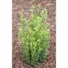 Bergilex FloraSelf Ilex Crenata 'Fastigiata' H 25-30 Cm Co 4,5 L -Hornbach Gartenmarkt DV 8 10189482 01 4c DE 20191020211659