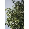 Bergilex FloraSelf Ilex Crenata 'Rotundifolia' H 25-30 Cm Co 4,5 L -Hornbach Gartenmarkt DV 8 10189483 01 4c DE 20191020211659