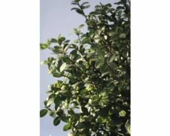 Bergilex FloraSelf Ilex Crenata 'Rotundifolia' H 25-30 Cm Co 4,5 L
