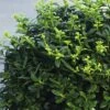Bergilex Kugel FloraSelf Ilex Crenata 'Soft Touch' H 25-30 Cm Co 4,5 L -Hornbach Gartenmarkt DV 8 10189484 01 4c DE 20191020211659