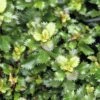 Stechpalme Kugel FloraSelf Ilex Meserveae 'Little Rascal' H 25-30 Cm Co 4,5 L -Hornbach Gartenmarkt DV 8 10189485 02 4c DE 20191020211659