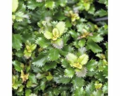 Stechpalme Kugel FloraSelf Ilex Meserveae 'Little Rascal' H 25-30 Cm Co 4,5 L