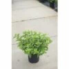 Rispenhortensie FloraSelf Hydrangea Paniculata 'Mojito' H 50-60 Cm Co 6 L -Hornbach Gartenmarkt DV 8 10189499 01 4c NL 20200616111754