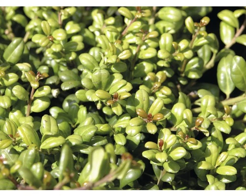 Bergilex Kugel FloraSelf Ilex Crenata 'Convexa' H 40-45 Cm Co 15 L 3 Bergilex Kugel FloraSelf Ilex Crenata 'Convexa' H 40-45 Cm Co 15 L