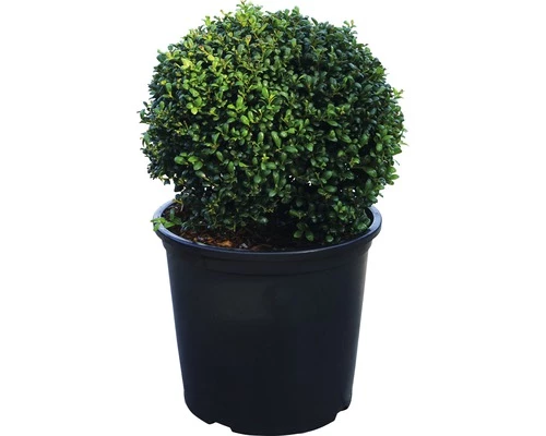 Bergilex Kugel FloraSelf Ilex Crenata 'Convexa' H 40-45 Cm Co 15 L 4 Bergilex Kugel FloraSelf Ilex Crenata 'Convexa' H 40-45 Cm Co 15 L – Bild 2