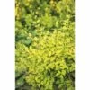 Buntlaubiger Liguster FloraSelf Ligustrum Ovalifolium 'Lemon And Lime' H 50-60 Cm Co 4,5 L -Hornbach Gartenmarkt DV 8 10189507 01 4c DE 20191020211659