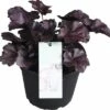 Purpurglöckchen FloraSelf Heuchera X Cultorum 'Forever Purple' H 10-15 Cm Co 1,5 L -Hornbach Gartenmarkt DV 8 10245515 01 4c DE 20191213201658