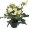 Christrose FloraSelf Helleborus Niger 'Winter Darling' H 25-35 Cm Co 4 L