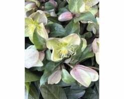 Christrose FloraSelf Helleborus Niger 'Winter Darling' H 25-35 Cm Co 4 L -Hornbach Gartenmarkt DV 8 10245518 03 4c DE 20230116154754