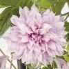 FloraSelf Großblumige Waldrebe Clematis Hybride 'Multi Pink' H 50-70 Cm Co 2,3 L 2 FloraSelf Großblumige Waldrebe Clematis Hybride 'Multi Pink' H 50-70 Cm Co 2,3 L -Hornbach Gartenmarkt DV 8 10245595 03 4c NL 20220228161750